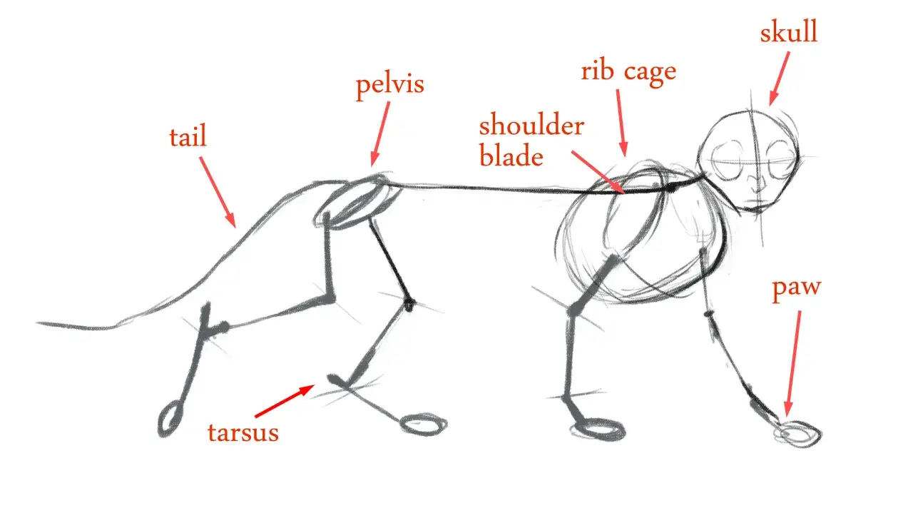 Szkic anatomiczny kota z zaznaczonymi częściami ciała: czaszka, klatka piersiowa, łopatka, miednica, ogon, staw skokowy i łapa.