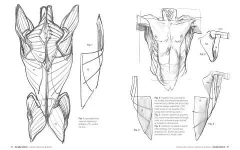Anatomia mięśni: jak narysować nogi i plecy. Rysunki przedstawiają mięśnie grzbietu, łopatki i ramion.