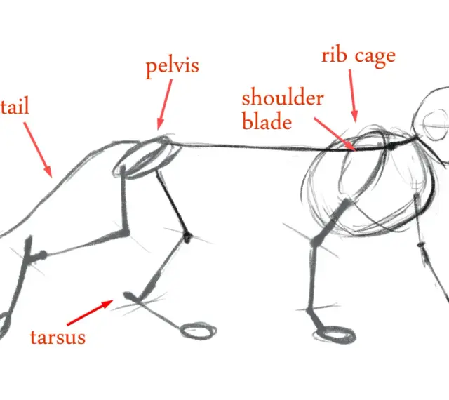 Szkic anatomiczny kota z zaznaczonymi częściami ciała: czaszka, klatka piersiowa, łopatka, miednica, ogon, staw skokowy i łapa.